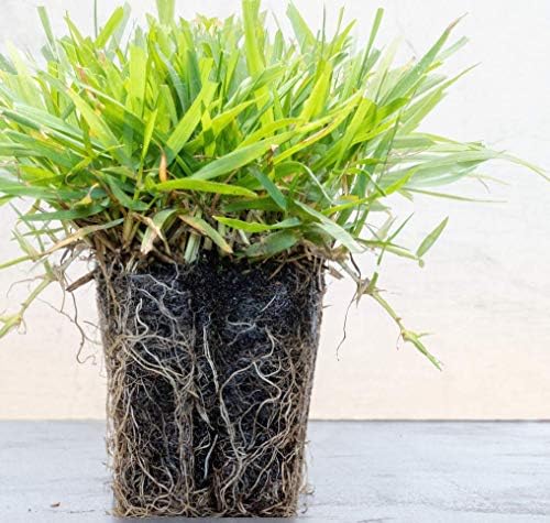 Zoysia Plugs - 200 Full Zoysia Grass Plugs | Mature Roots | Individually Grown by TheLawnFarm