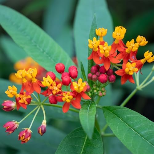 American Plant Exchange Milkweed Tropical Plants – 6-Inch Pot 3-Pack – Live Tropical Red & Yellow Flowering Butterfly Weed, Monarch Host Plant for Pollinators, Bees & Outdoor Gardens - Image 4