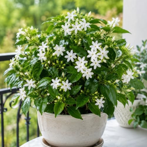 Downy Jasmine Plant Live | 4-8 Inch Tall | Soft Downy Leaves & White Blooms | Easy to Grow Live Jasmine Plant for Indoor Home Décor - Image 5