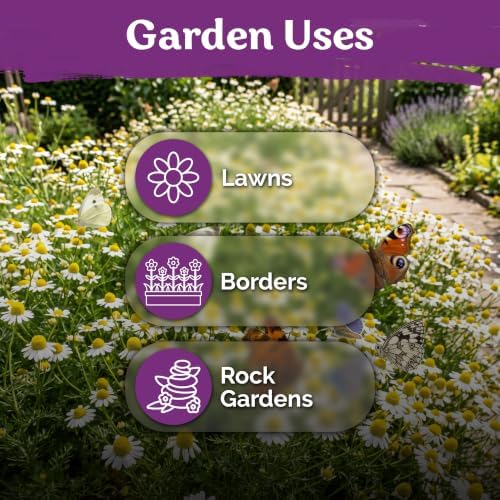 2500 Roman Chamomile Heirloom Perennial Flower Seeds, Chamaemelum Nobile - Image 6
