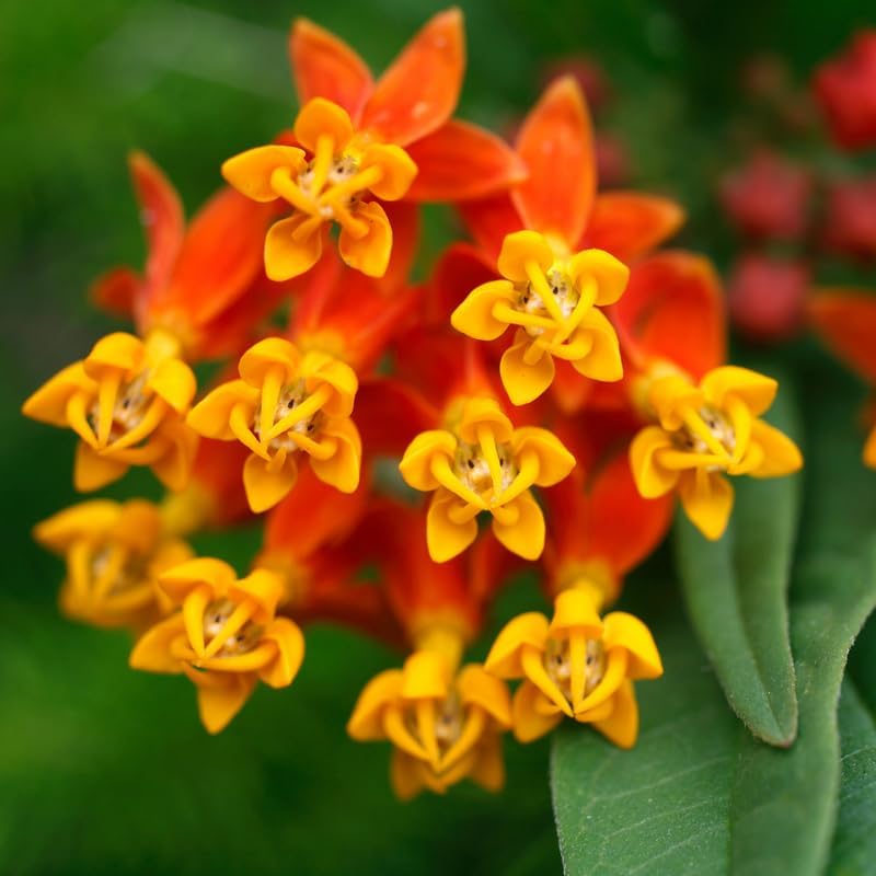 4 Red Yellow Butterfly Milkweed Plants Live, Flower Plant, 5-9 Inch Tall - Image 3