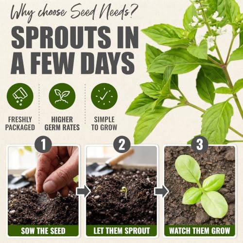 Seed Needs Lime Basil Seeds to Plant an Herb Garden - 2 Packs - Image 5