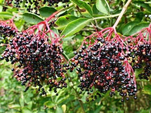 2 Black Elderberry Trees Live Plants, Berry Fruit Bush, 6-12 Inch Tall - Image 5