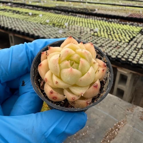 Live Succulent Echeveria 'Peachy Cheeks', 2 Inch Potted Rooted Houseplant - Image 3