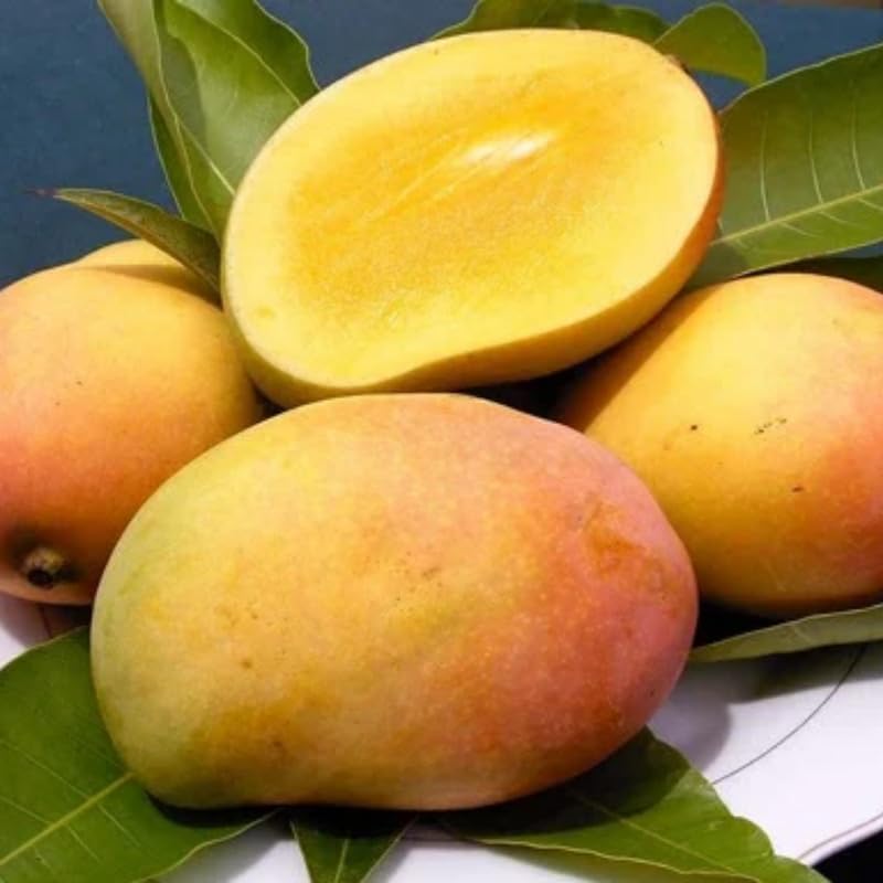 Sweet Mango Tree Live Plant, Tropical Fruit, 3 Gallon Pot - Image 3