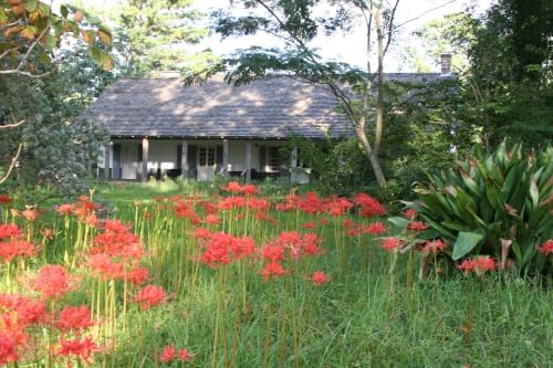 Red Spider Lily Bulbs, Lycoris Radiata, 10 Pack, Texas Grown Heirloom - Image 5