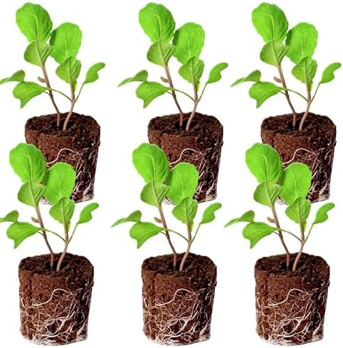 Collard Seedlings: Ready-to-Plant, Starts, Starters, Plugs, Garden Ready, Live Plants, Transplants, Pre-Sprouted, Soil & Hydroponic Gardens (6 seedlings) by CercaCultivation