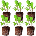 Collard Seedlings: Ready-to-Plant, Starts, Starters, Plugs, Garden Ready, Live Plants, Transplants, Pre-Sprouted, Soil & Hydroponic Gardens (6 seedlings) by CercaCultivation
