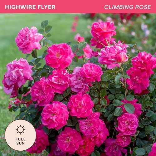 Heirloom Climbing Roses, Live Own Root Plant, Highwire Flyer™ - Image 4
