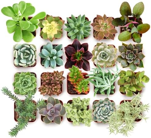 Shop Succulents Collectors Succulent Plant Pack Collection - Live Mini Succulent Plants, Low Maintenance, Colors & Textures - Wedding and Party Favors, Gift & Garden, Pack of 64 by ShopSucculents