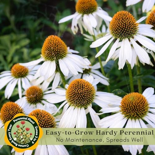 Clovers Garden White Coneflower (Echinacea Primadonna) Plants – Two (2) Live Plants – Non-GMO - Not Seeds - Each 4" to 8" Tall – in 4" Inch Pots – Hardy Flowering Perennial, Pollinator Favorite - Image 5