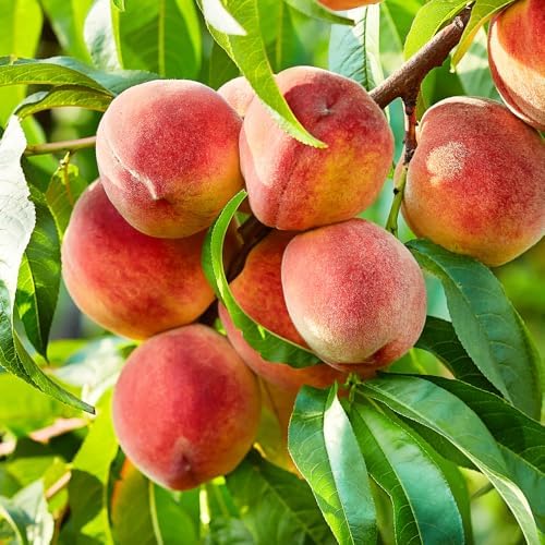 Early Grande Peach Tree, Southern Variety, Great for Mild Winters, Sweet Fruit, 1 gal Nursery Pot, 1-2 ft Tree Height (Due to Agricultural Laws, we Cannot Ship to CA, AZ, AK, or HI) - Image 2