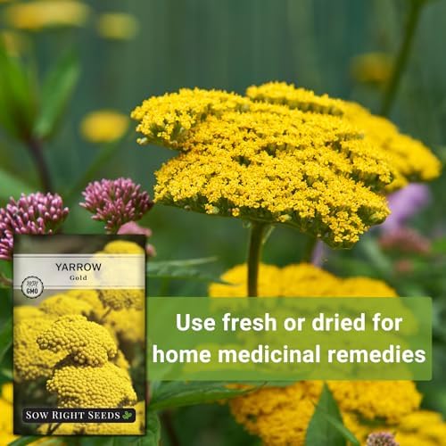 Sow Right Seeds - Gold Yarrow Seed for Planting a Perennial Herb Garden 4pk - Image 5