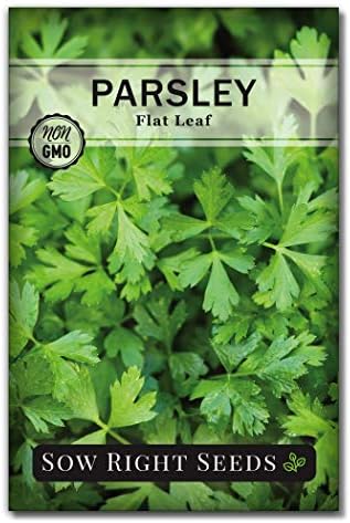 Sow Right Seeds - Flat Leaf Italian Parsley Seed for Planting Herb Garden by SowRightSeeds
