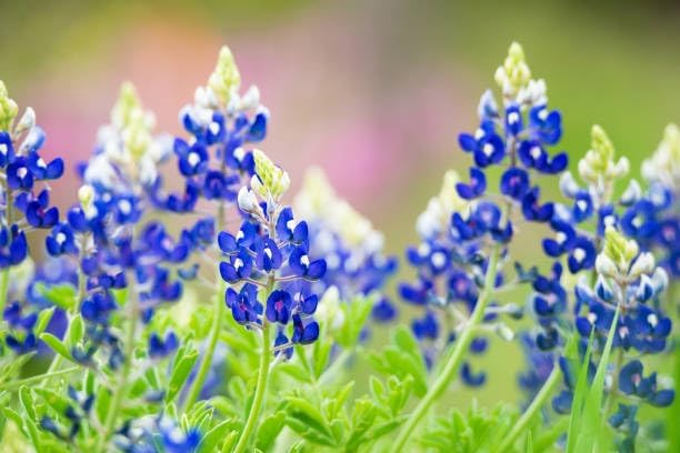 Texas Bluebonnet Seeds for Planting - 900+ Lupinus Texensis Seeds, Non-GMO Heirloom, Texas State Flower, Drought Tolerant Wildflower, Attracts Pollinators, Ideal for Gardens & Meadows - Image 7