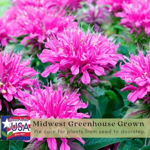 Clovers Garden Bee Balm Balmy Lilac (Monarda) Plants – Two (2) Live Plants – Non-GMO - Not Seeds - Each 4" to 8" Tall – in 4" Inch Pots – Hardy Flowering Perennial, Pollinator Favorite - Image 4
