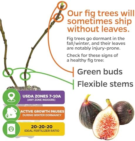 Violette de Bordeaux Fig Tree Live Plant - Ficus carica - Wellspring Gardens - Live Starter Fruit Plant for Your Indoor or Outdoor Garden (2-Pack) - Image 4