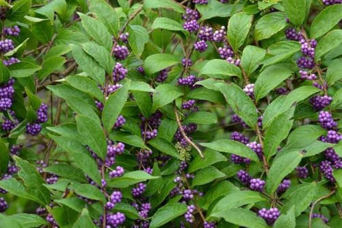 American Beautyberry Shrub/Bush - 12-14" Tall Live Plant - Gallon Pot - Image 6