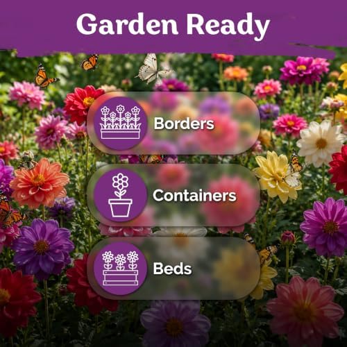 250 Dwarf Single Mix Dahlia Heirloom Flower Seeds, Dahlia Variabilis - Image 6