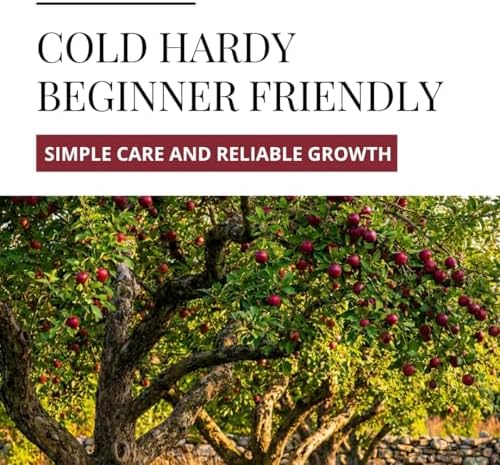 Apple Tree Saplings – 3 Live Dormant Apple Trees for Planting, Cold Hardy Fruit Tree Starts for Backyard Orchard, Garden & Container Growing - Ships Bare Root - Image 5
