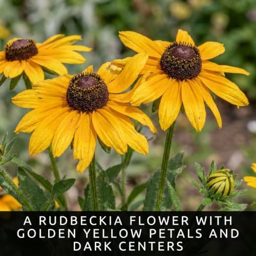 3 Black-Eyed Susan Live Plants, Rudbeckia Yellow Perennial Flower Starters - Image 2
