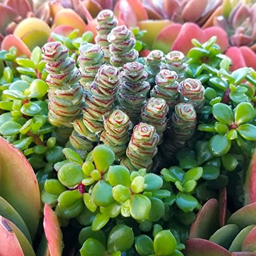 Altman Plants 3.5" Crassula Baby Necklace, Succulent Plants Live Succulents Plants Live Indoor Plants Live Houseplants Live Indoor House Plants Indoors Live Plants Outdoor Plants Live Succulent Plants - Image 4