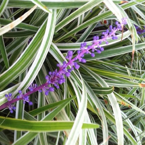 18 Pack - Liriope 'Variegated' Grass - Image 7