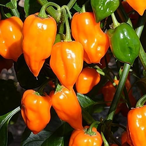 150 Orange Habanero Pepper Seeds - Heirloom Non-GMO, Super Hot Chili for Planting, Ideal for Hot Sauce, Salsas, and Home Gardens – High Scoville Rating - Image 4