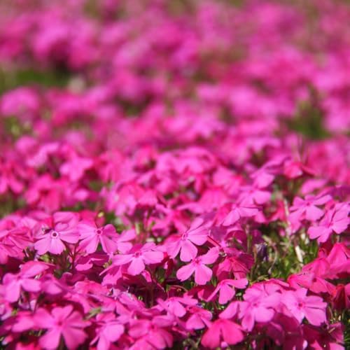 2 Red Creeping Phlox Plants Live, Outdoor Landscape Perennial - Image 2
