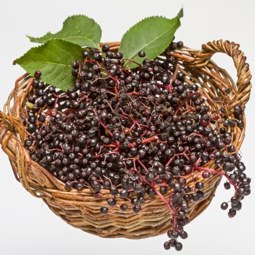 10 Black Elderberry Cuttings Live Plants, Berry Fruit Bush, 6-8 Inch Tall - Image 4