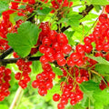 Red Currant Berry Bush Live Plant, Bare Root Berry Plant, 10-12 Inch Tall by HILROQG