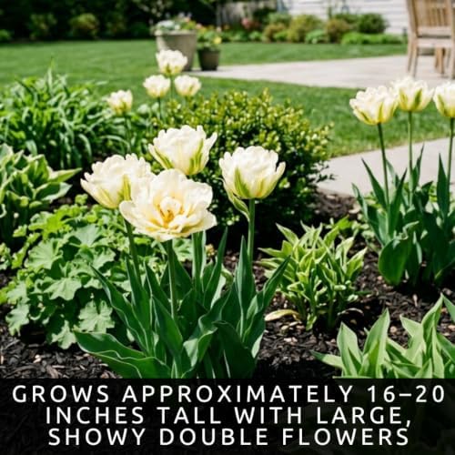25 Exotic Emperor Tulip Bulbs | White Double Tulips for Spring Gardens - Image 5
