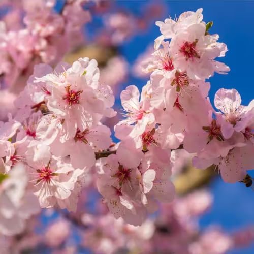 Light Pink Cherry Blossom Tree Live Plant, Ornamental Flowers, 8-12" Tall by Unknown