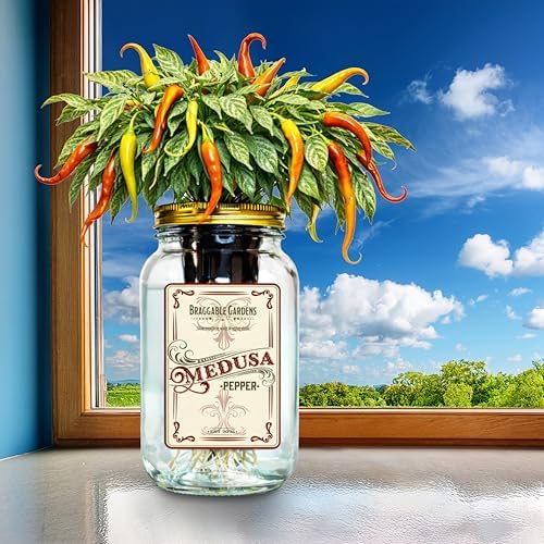 Medusa Pepper Indoor Garden Kit – Mason Jar Hydroponic Pepper Grow Kit – Windowsill Countertop Pepper Plant – Grow Ornamental Chili Peppers Indoors - Image 5