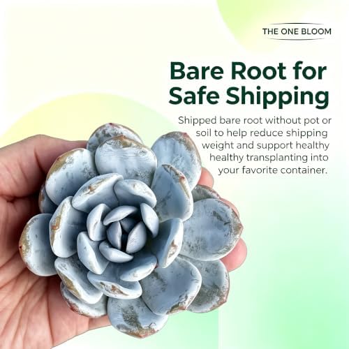 3 PCS Echeveria 'Laui' Live Succulent Plant 2-2.5", Bare Root Succulent, No Pot or Soil, Powdered Rosette Indoor Plant for Decorative Planters, Succulent Collections, Rock Gardens & Home Decor - Image 5