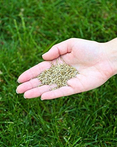 Eco Seed (Low Grow Fescue) Lawn Grass Seed Mix, 5 lb - Image 7