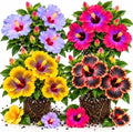4 Mix Hibiscus Plants Live, Cold Hardy Flower Bush, 4-8" Tall by Unknown
