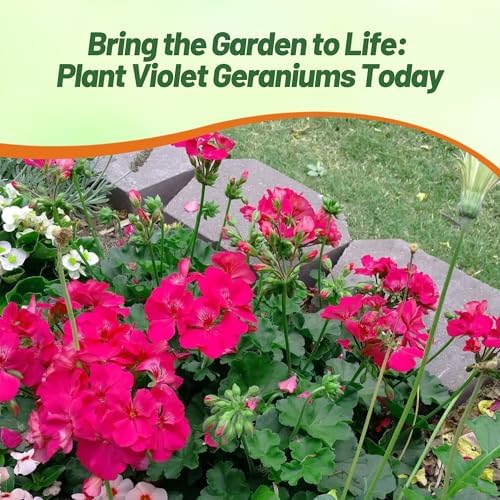 Outsidepride Violet Geranium Seeds for Planting - 50 Pcs Annual, Heat & Drought Tolerant Flower Seeds with Green Foliage & Violet Blooms for Pots, Borders & Lush Summer Garden Displays - Image 6