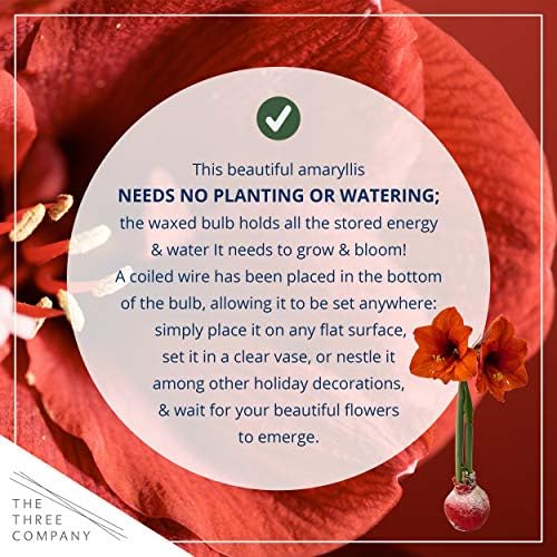 Waxed Amaryllis Bulb - Decorative Black Sweater, Red Blooms - Easy Care - No Watering Needed! - Image 3