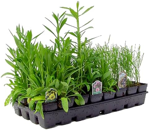32 Live Outdoor Native Plants for Full Sun to Support Monarch Butterflies– Includes Purple Coneflower, Wild Bergamot, Butterfly Weed & More – Not Seeds – 4–8” Tall on Arrival – Easy to Grow Perennials - Image 4