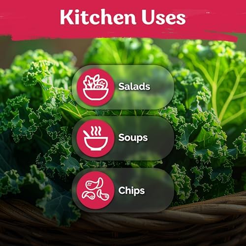 KVITER 600 Vates Blue Scotch Curly Kale Seeds (Brassica oleracea) – Curled Green Kale Seed Packets Heirloom Seed Outdoor & Indoor Home Garden – Cold Hardy Dwarf Vegetable Seeds for Planting - Image 6