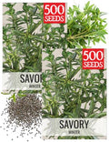 Seed Needs Winter Savory Seeds to Plant an Herb Garden - 2 Packs by SeedNeeds