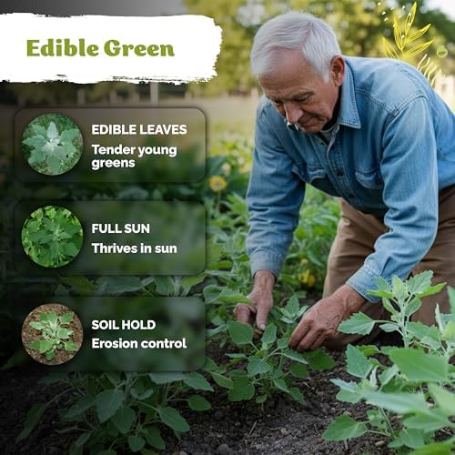 KVITER 1000 Lambs Quarters Seeds (Chenopodium Album) - Goosefoot, Wild Spinach, Edible Leaves, Heirloom Herbs Seed, Non GMO - Annual Herb Seeds in Seed Packets for Outdoor Gardens or Raised Beds - Image 4