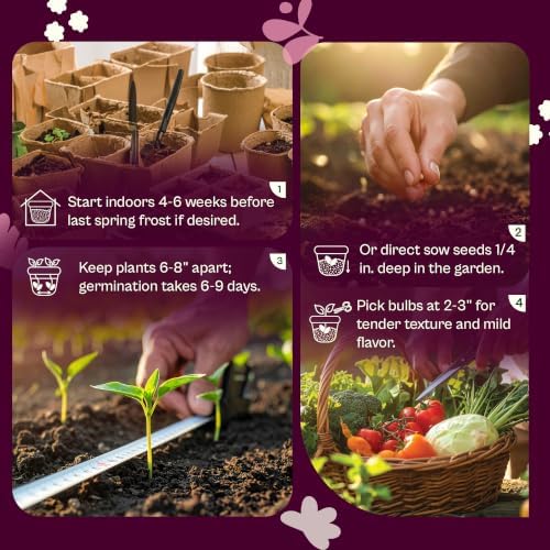 SVI 750 Purple Vienna Kohlrabi Heirloom Vegetable Seeds Brassica oleracea - Image 5