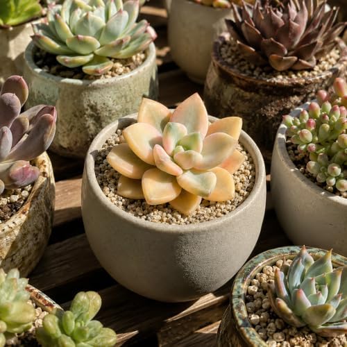 3 PCS Graptopetalum bernalense 'Variegata' Bare Root Succulent Live Plants - Image 4