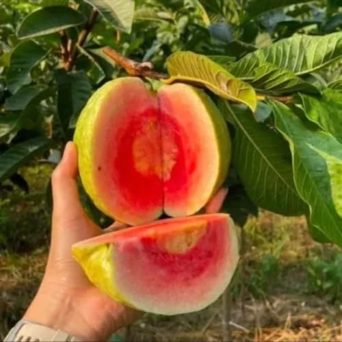 Pink Guava Tree Plant Live, Patio Container Plant, 7-12 Inch Tall by Unknown