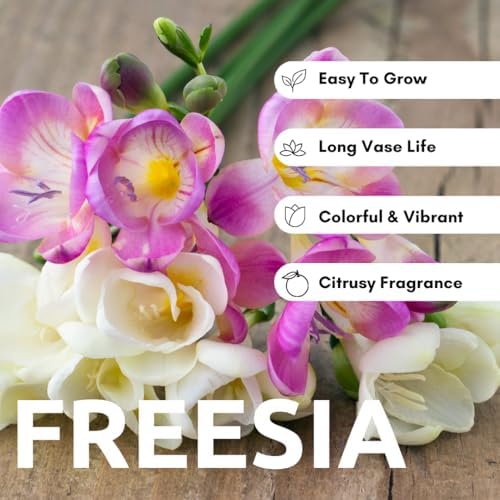 Freesia Mixed Colors Bulbs for Spring Planting - 10 Bulb Mix Pack - Large Healthy Bulbs - Great for Container or Outdoor Growing - Image 2