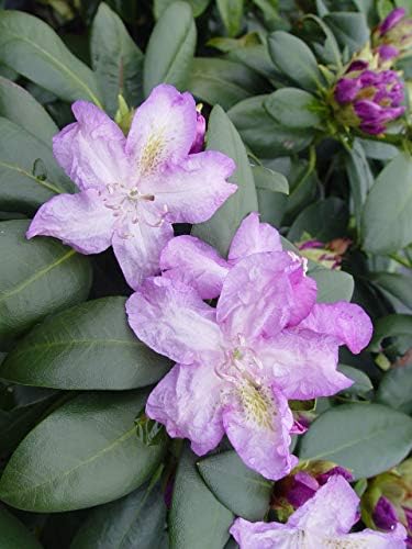 Green Promise Farms Rhododendron Passion` Evergreen, 3-Size Container, Purple Flowers - Image 2