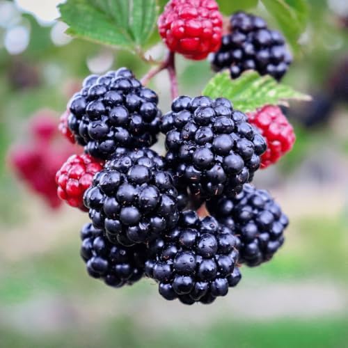 BlackBerry Plants, 'Triple Crown' Blackberries - Great for Beginners! Thornless and Winter Hardy Variety - BlackBerry Plugs from Hand Picked Nursery - Image 2