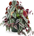 Cissus Discolor Live Plant - Rare Rex Begonia Vine Starter by NYCitySucculents